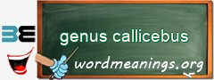 WordMeaning blackboard for genus callicebus